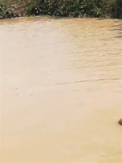 Catch Big Leech Village Food Factory Asia_45