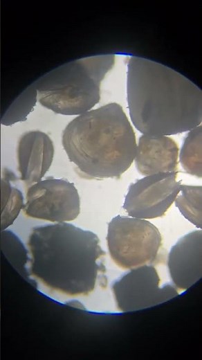 養殖人生水產行 蛤蜊的故事 ( 一 ) 誕生