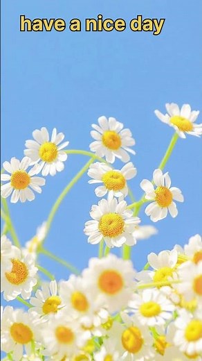 Morning Flowers 🌸☀️ the best WhatsApp status