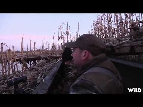 Duck Hunting with a Labrador Retriever‎