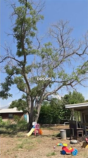 Your trees are suffering