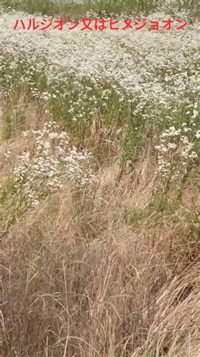 懐旧、舟木一夫さん「野菊」。画像はキク科ムカシヨモギ属のハルジオン（4月〜６月）orヒメジョオン（５月〜8月）で、茎の断面が空洞がハルジオン、中が白い綿がヒメジョオンですよ〜。オマケにヘリコプター🚁