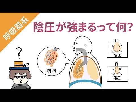 【呼吸器系】陰圧と陽圧（胸膜腔内圧と肺胞内圧）