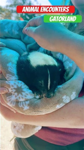 Animal encounters #gatorland #wildlife #skunks #animals #florida