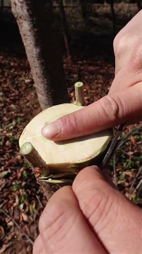 Walnut Bark Grafting: The Ultimate Guide to Success