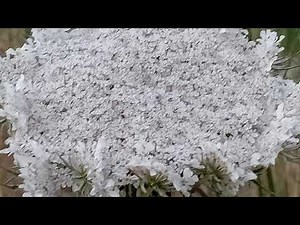 Laura Branigan - Self Control / 1 hour music