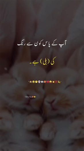 Discover Your Cat's Unique Color Patterns