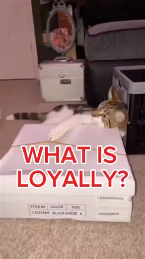 What is Loyalty?