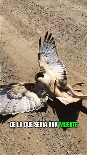 Halcón se metió con la SERPIENTE equivocada 😱🐍🦅