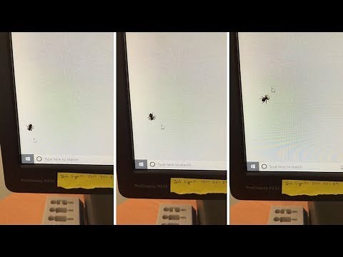 Spider Chases Computer Mouse On Screen
