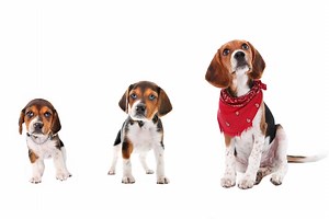 At what age is a dog no longer a puppy?