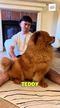 MOST EXPENSIVE DOG BREEDS!! 🦮