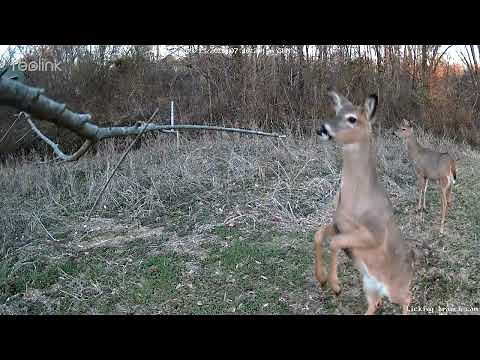 Deer walking on 2 legs