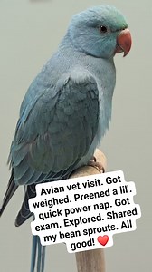What happens at an avian vet visit? You sit on a perch attached to a scale. Your vitals are taken. Your lungs, heart, nare (nostrils), feathers, eyes, feet, beak and vent are examined. Depending on why you're there, you might receive IV fluids through your tiny leg vein. Your blood might be extracted to send off to a lab to be tested at the DNA level. A wellness exam averages about $140 to $200. If diagnostics are needed, $250 to $300. If labs are sent for DNA and further testing needed, $359 to
