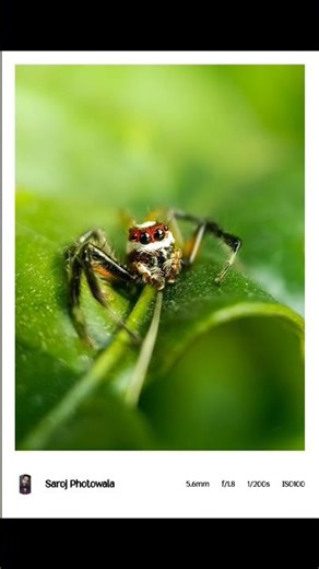 Adcom 25mm 10x Macro Lens Photography 🔥🕷️| Insect Macro Photography #macrophotography #adcom #shorts