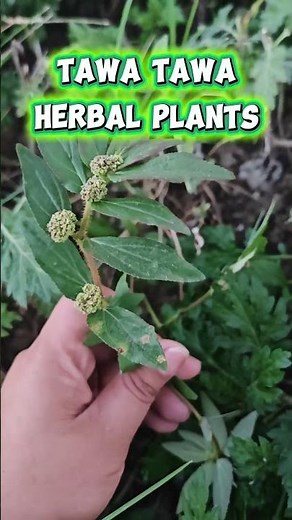 🌿 Tawa-Tawa Health Benefits | Natural Support sa Dengue & Platelets