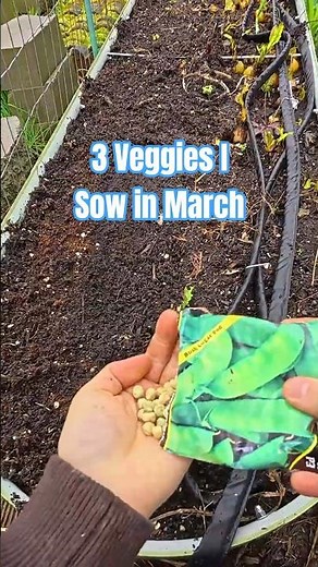Sow These 3 Veggies In March!
