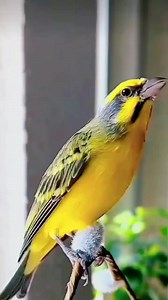 Burung Mozambik ( Crithagra Mozambica ) Adalah burung pengicau kecil dalam keluarga finch. Kadang kadang dikenal dalam dunia peternakan burung sebagai burung pipit bernyanyi hijau atau penyanyi hijau. Kenari berwajah kuning sebelumnya ditempatkan dalam genus Serinus namun analisis filogenetik menggunakan urutan DNA mitokondria dan nuklir menemukan bahwa genus tersebut bersifat polifiletik. Oleh karena itu genus tersebut dipecah dan sejumlah spesies termasuk kenari berwajah kuning dipindahkan ke 