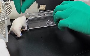 balb/c小白鼠尾静脉注射1