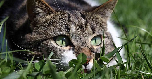 Why St. Patrick’s Day Also Honors Cats | HISTORY