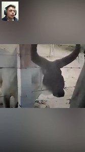 Animals touching electric fences 🐐⚡ | Você Não Sabe Nem Eu