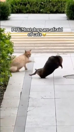 Meow Moments Part 1