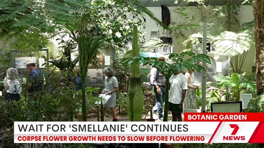 Crowds continue to flock to the Botanic Garden, hoping to catch a glimpse of Smellanie, the infamous corpse flower, in bloom. | 7NEWS Adelaide