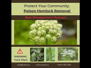 CKISS Poison Hemlock Removal: Best Management Practices