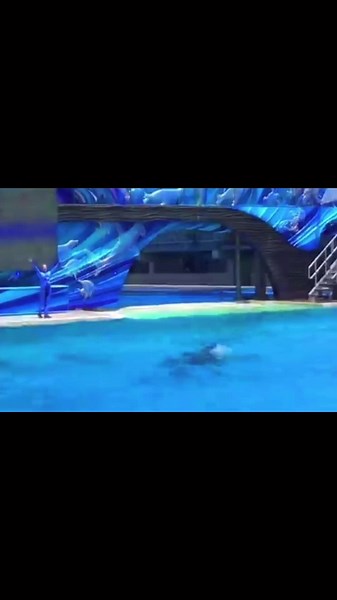 La historia triste de Kasatka, la orca atrapada