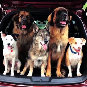 For those who make room for a good dog. Always unstoppable. | Ford Motor Company