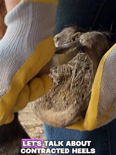 I found it only fitting to use Fancy as our model for this video on contracted heels, also referred to as “caudal failure.” Fancy is a 24 year old QH mare with a history of EMS and laminitis. According to her owner, Fancy had a cresty neck and fat pads as young as 3 years old! When I met Fancy she was 19, and while her metabolic disorder was under control, her toe length sure wasn't. Fancy’s contracted heels were so severe that her frog and heel horn had merged together, due to the intensity of 