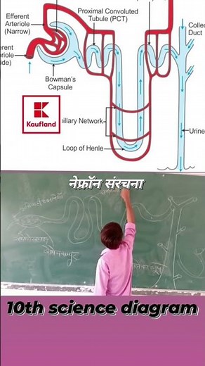 #10th science human nephron structure (नेफ्रॉन संरचना)