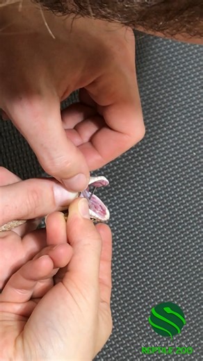 7K views · 71 reactions | Unique extraction! Venom extraction from the Madagascar speckled hognose (Leioheterodon geayi)! ✨ #kyreptilezoo #venomous #reptiles | Kentucky Reptile Zoo | Facebook