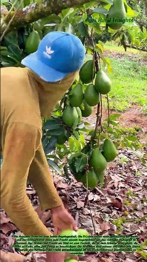🥑 Grüne Juwelen im Blätterdach: Warum die Avocado-Ernte ein Gefühl für Reife erfordert