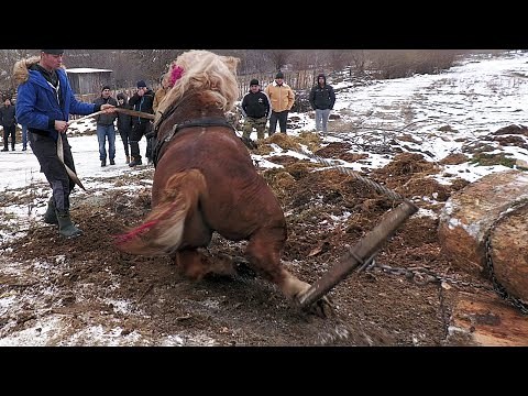 Horses Draught Trials 2022 Gura Putnei