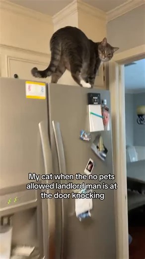 Emma Waters | activating stealth mode #cats #catsoftiktok #kuzcoskorner #repost #catmom #catowners | Instagram