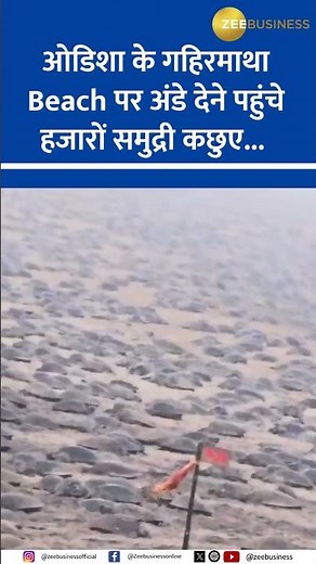Olive Ridley Sea Turtles Nesting at Odisha’s Gahirmatha Beach | Amazing Wildlife Moment