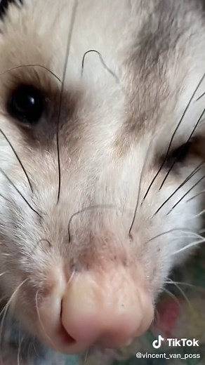 Possum Eating Sounds for Relaxation and ASMR | Animal ASMR