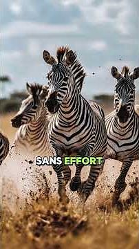 5 vérités fascinantes sur le Zèbre