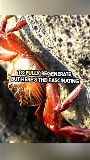 🦀 How Crabs Regrow Their Claws | Nature’s Amazing Survival Secret 🌊 #animalfacts
