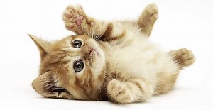 Tidak Perlu Beli, Komunitas di Jogja Ini Menyediakan Adopsi Kucing Gratis