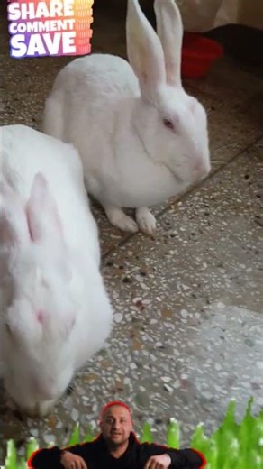 shaky #rabbit #honey #bunny