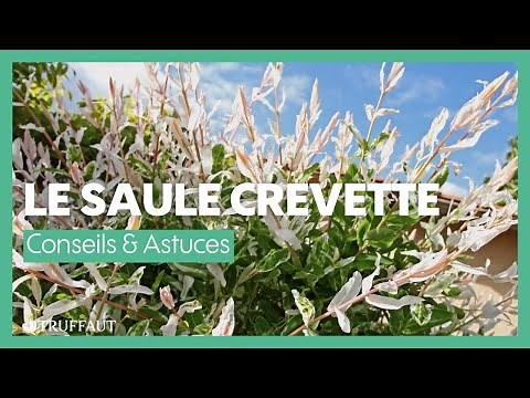 Cultiver un saule crevette - Truffaut
