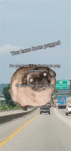 driving pug#puglife #dog#pug