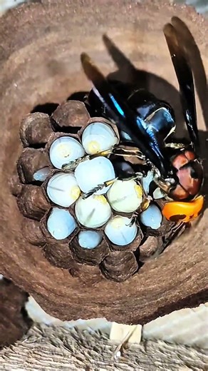 Wasps find food to feed their larvae and build nestsExtremely fast sting!! #wasps #insects #nature