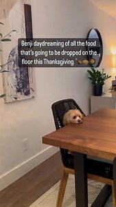 17K views · 1.9K reactions | It’s about that time  塞 凜 旅 #cavapoo #thanksgiving #mybuddybenji | My Buddy Benji | Facebook