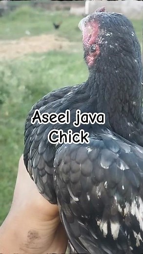 Java Aseel Murga | Aseel Murga | Actual Aseel Shorts | Aseel Chicks