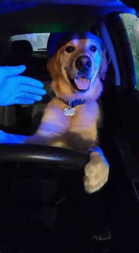 Dog Pulled Over for Wild Driving!