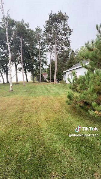 Safe Pine Tree Removal Service for Your Home