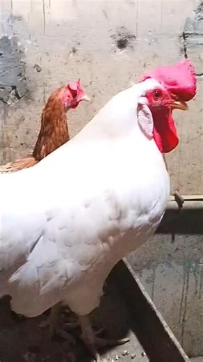 rock rooster||ROCKING Rooster